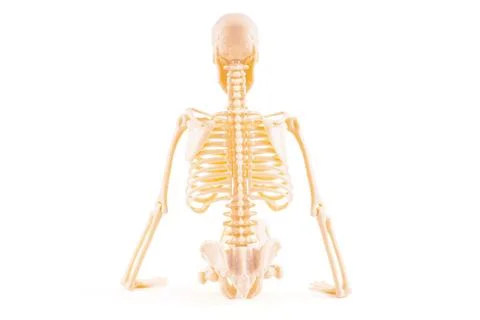 Realistic Human Skeleton Model Isolated On White Background 스톡 사진
