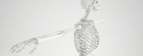Realistic human Skeleton / realistisches Skelett 3D Model