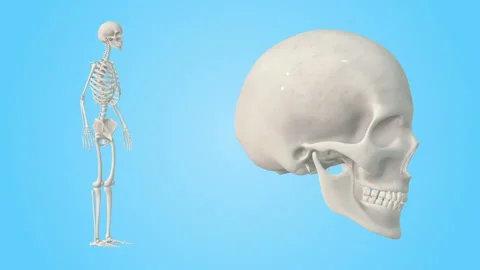 Realistic Human Skeleton rotating on a blue background. Seamless loop Stock-Footage 96308806