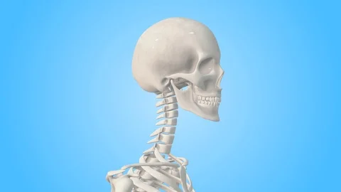 Human anatomy pattern seamless skeleton Royalty Free Vector