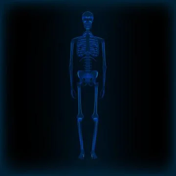 Realistic Human Skeleton X-ray Anatomy Medical Image 库存插图