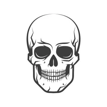 Realistic human skull Stock Illustration