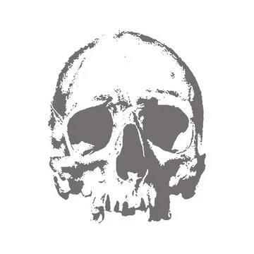 Realistic Human Skull Vector - Anatomical Medical Illustration &amp; Dark Art Illustrazione stock