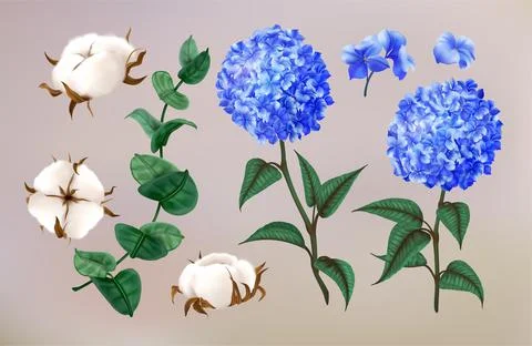 Realistic hydrangea. Cotton flowers. Eucalyptus leaves. Hortencia blossoms. F Stock Illustration