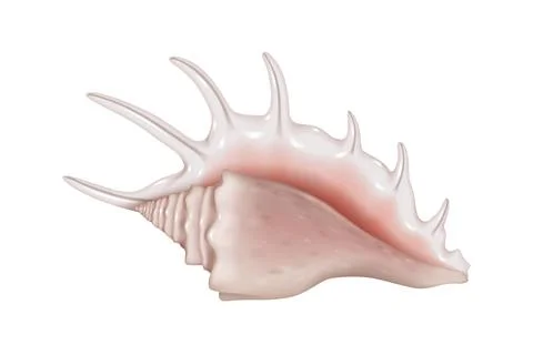 Realistic Illustration of Murex Shell Stock Illustration