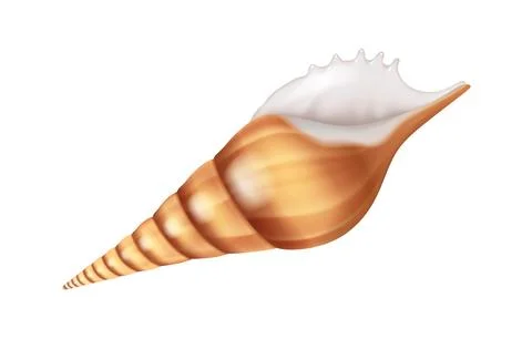 Realistic Illustration of Spiraled Sea Shell Stock Illustration