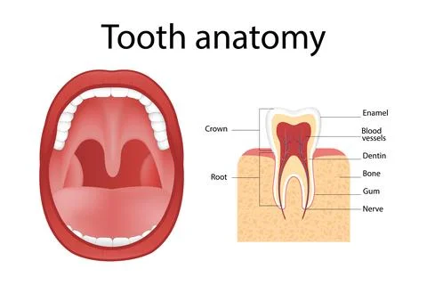 Realistic implant structure, graphic models of the crown. Stock Illustration