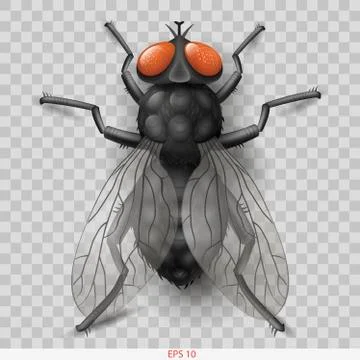 Realistic insect fly in vector insect fly Stock Illustration
