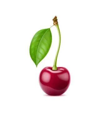 Realistic isolated ripe raw cherry berry with leaf Stock Illustration