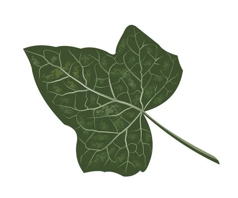 Realistic ivy leaf, botanical name Hedera, vector isolated on a white background Stock Illustration