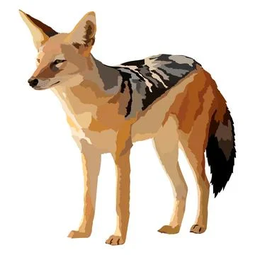Realistic jackal isolated vector illustration wild animal. Stock Illustration