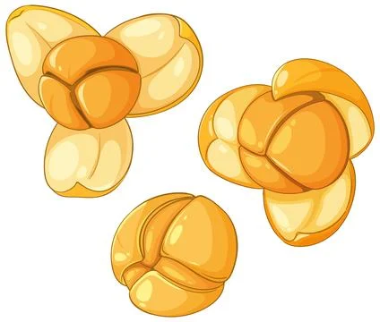 Realistic Jackfruit Seed Vector Illustration Stock Illustration