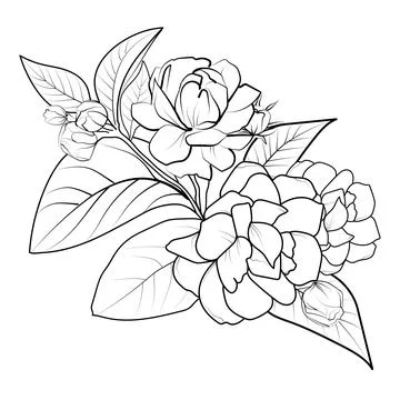 White Jasmine Flowers Bouquet Drawing Watercolor Stock Illustration  1147700174 | Shutterstock