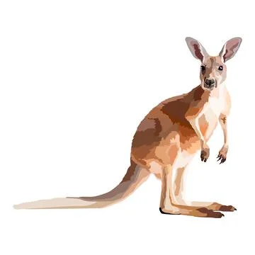 Realistic kangaroo on white background vector illustration. Stock Illustration