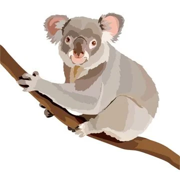 Realistic koala sitting on a tree vector illustration. Stock Illustration