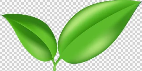 Realistic leaf image. Herb summer sign. for interior, gardening, holiday. E.. Stock Illustration