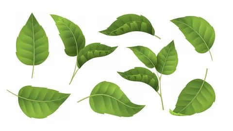 Realistic leaves set. Foliage with stems. Fresh mint or tea leaf. Spring and Stock Illustration
