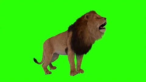 Realistic Lion Roaring on The right side Green Screen Background Video Foota Stock Footage 318344541