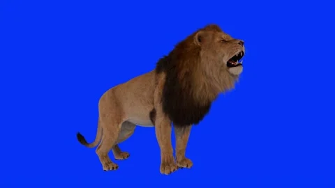 Realistic Lion Roaring on the right side Blue Screen Background Video Footag Stock Footage 318344542