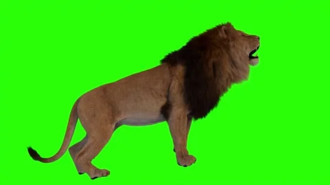 Realistic Lion Roaring Side View Green Screen Background Video Footage Stock Footage 318344546