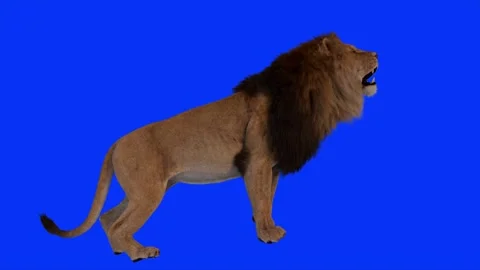 Realistic Lion Roaring Side View Blue Screen Background Video Footage Stock Footage 318344547