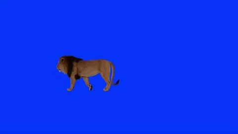 Realistic Lion Walking On Left Blue Screen Background Video Footage Stock Footage 318344623