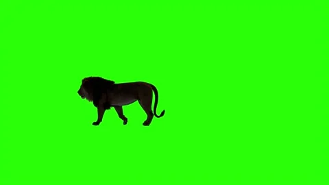 Realistic Lion Walking On Left Side Green Screen Background Video Footage Stock Footage 318344620