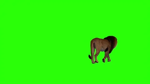 Realistic Lion Walking On Right Back Side Green Screen Background Video Foot Stock Footage 318344615