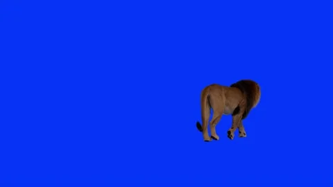 Realistic Lion Walking On Right Back Side Blue Screen Background Video Foota Stock Footage 318344616