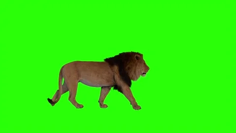 Realistic Lion Walking On Right Side Green Screen Background Video Footage Stock Footage 318344607