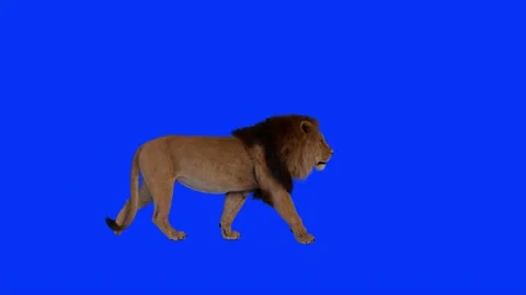 Realistic Lion Walking On Right Side Blue Screen Background Video Footage Stock Footage 318344608