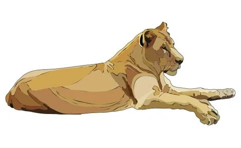 Realistic lioness in vector Stock Illustration