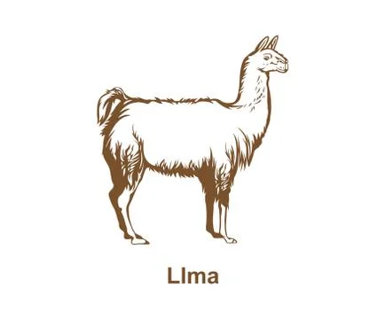 Realistic llama hand drawn vector Stock Illustration