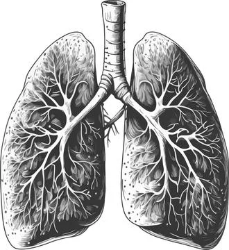 Realistic Lung Illustration Illustrazione stock