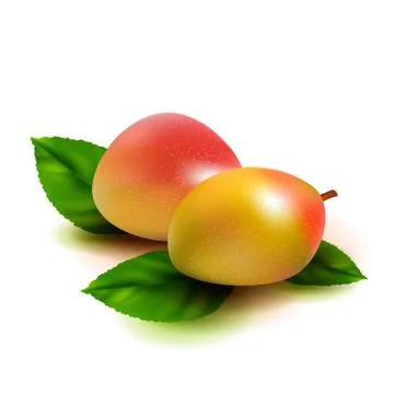 Realistic mango fruit with leaves isolated on white background. Vector illust Stock Illustration