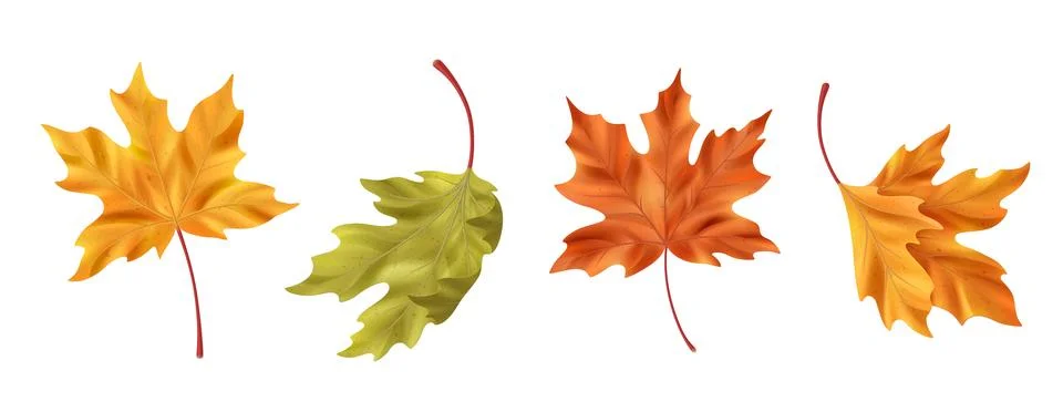 Realistic maple leaf collection 스톡 일러스트