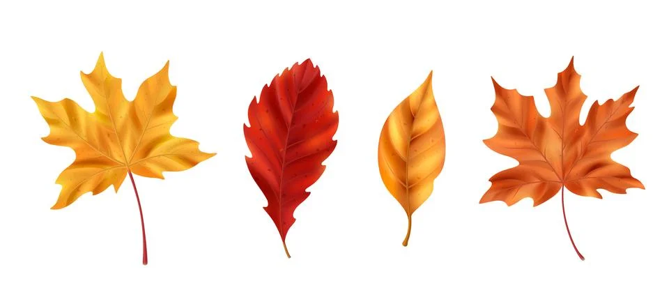 Realistic maple leaf collection イラスト素材