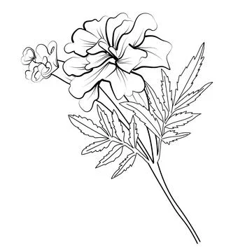 Marigold Flower Sketch Art Print / Vintage Art / Flower Art / Botanical Art  / Farmhouse Art / Flower Drawing / Flower Sketch / Nursery Art - Etsy