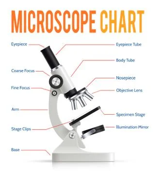 Realistic Microscope Parts  Infographic Presentation Chart Stock Illustration