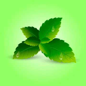 Realistic mint leaves with soft shadow. Vector. Stock Illustration