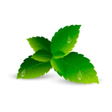 Realistic mint leaves with soft shadow. Vector. Stock Illustration