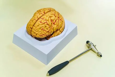 Realistic model of human brain with pen on table Stock Photos