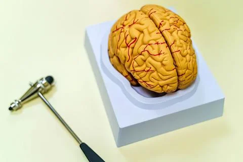 Realistic model of human brain on white stand with stethoscope Foto stock