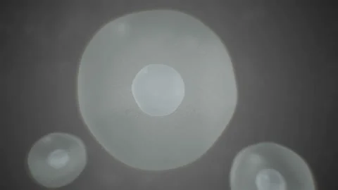 Realistic moving cell, bacteria or virus under microscope. Stock-Footage 89266642