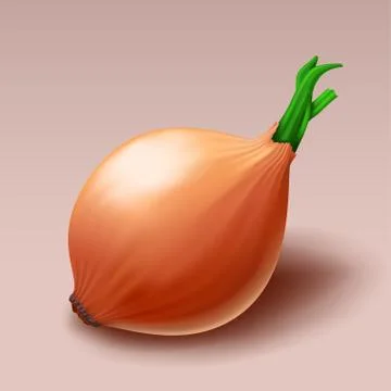 Realistic onion with shadow Illustrazione stock