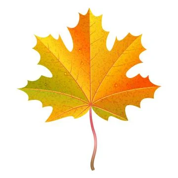 Realistic orange maple leaf with water drops. Autumn vector illustration. Stock Illustration