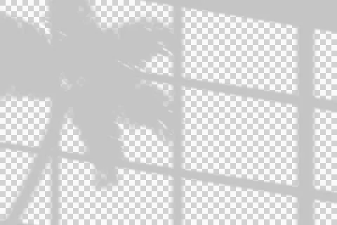 A realistic palm leaf shadow overlay with window frame grid. Stock Photos