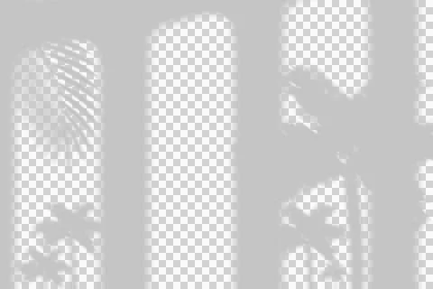A realistic palm leaf shadow overlay on a white wall. Stock Photos