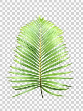Realistic palm leaf with transparent background Stockfoto's