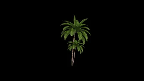 Realistic palm tree  animation Stock Footage 336673815